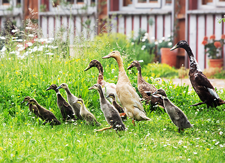 Enten und Gänse