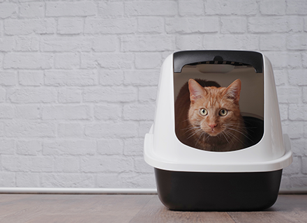 Litter boxes and accessories