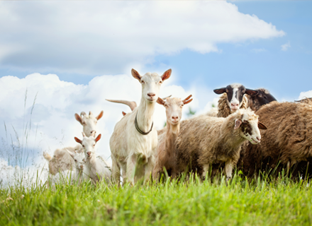Futter für Schafe & Ziegen kaufen