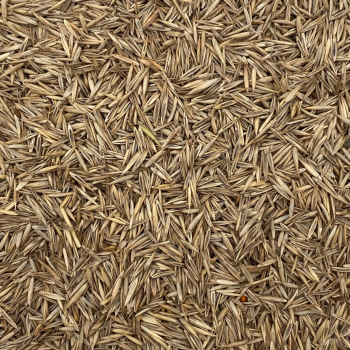 Festuca rossa (Festuca ruba) (15 kg)
