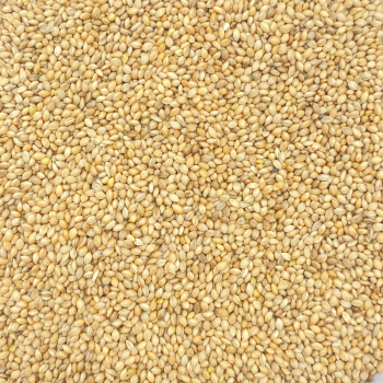 Mohair giallo (5 kg)