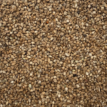 Japanhirse (1 kg)