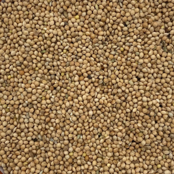 Silberhirse  (5 kg)