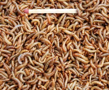 Mehlwürmer klein (500 g)
