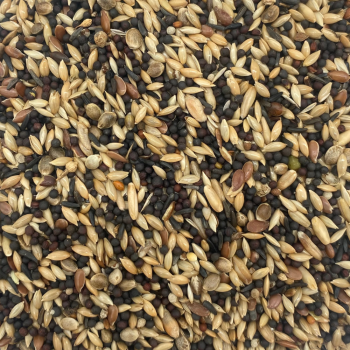 Allevamento di canarini con rapa VL (1 kg)