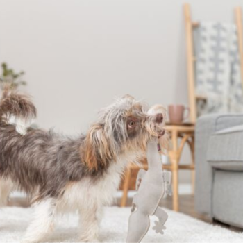 Preview: Salamander aus Leder, 37 cm, ohne Squeaker