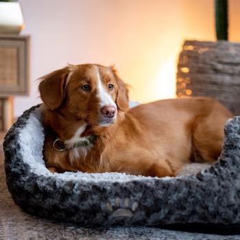 Preview: Komfortbett oval 