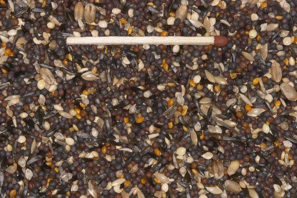 Germination seed  mixture for rapeseed serin (2,5 kg)