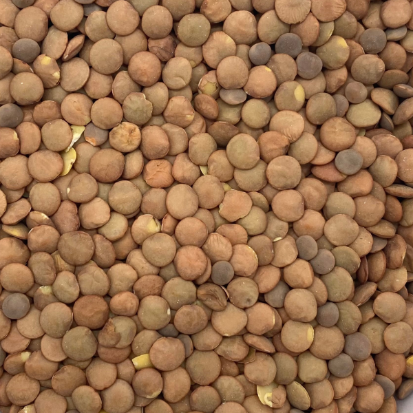 Linsen  (5 kg)