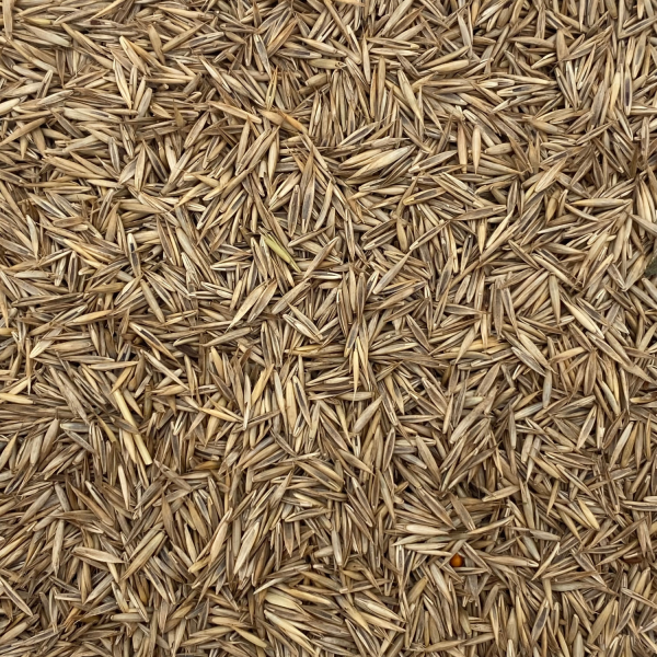 Rotschwingelgras (Festuca ruba) (1 kg)