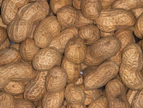 Erdnüsse i. d. Schale (5 kg)