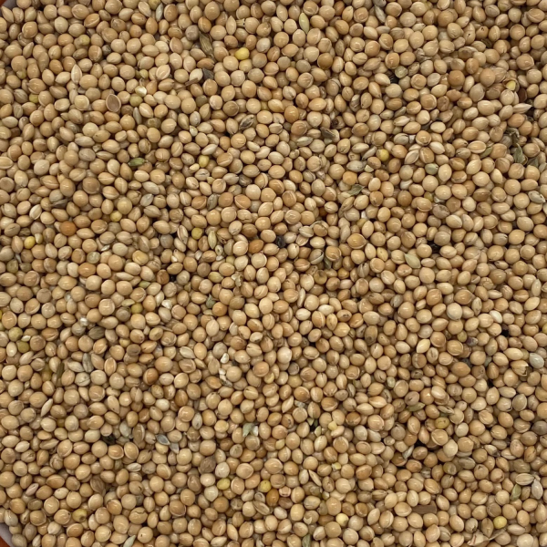 Miglio bianco (5 kg)