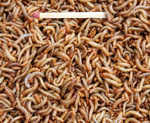 Mehlwürmer klein (250 g)