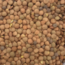 Linsen  (5 kg)