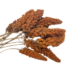 French foxtail millet, red (1 kg)